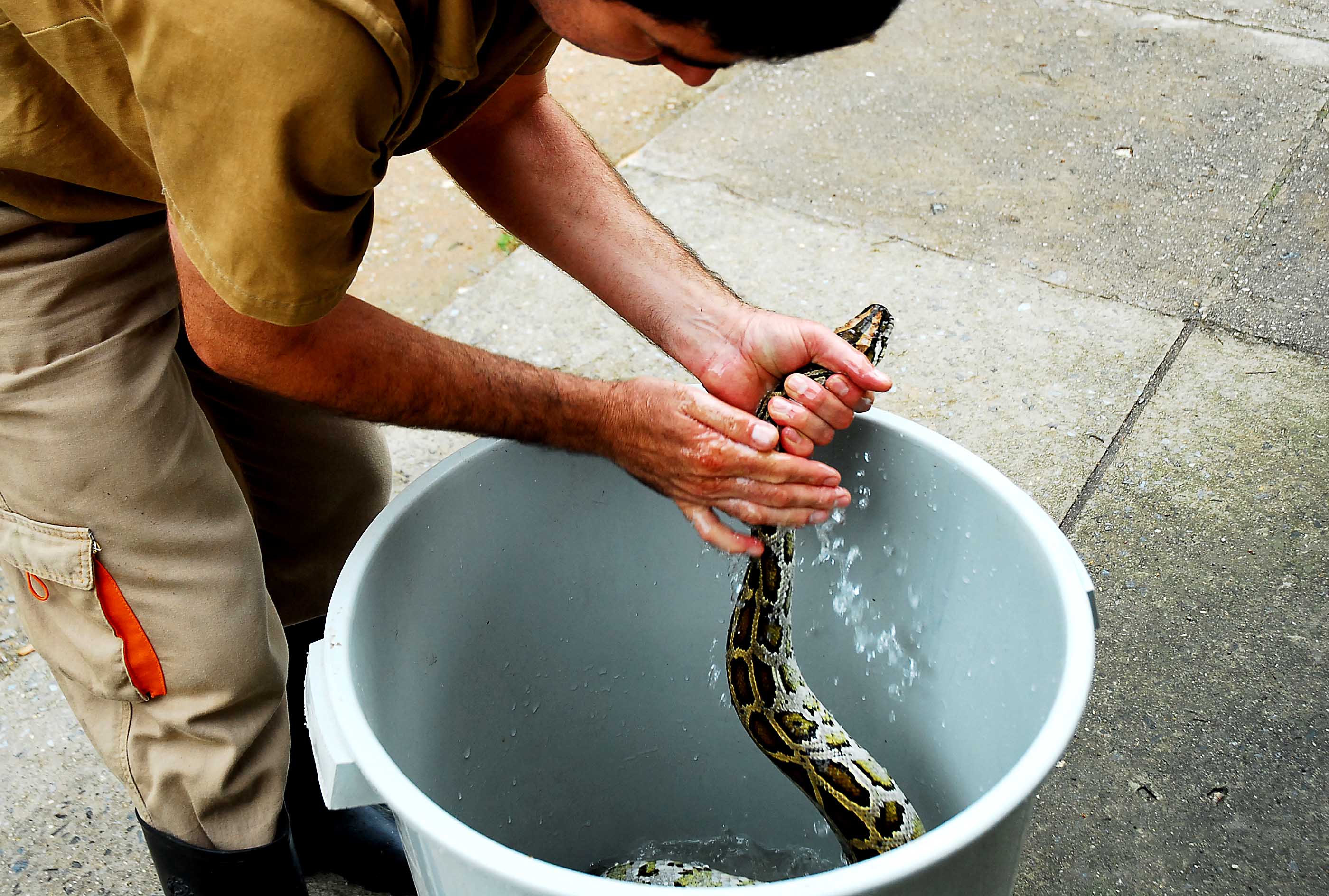 Peeling ajuda cobra do Passeio Público a mudar de pele Prefeitura de Curitiba Peeling ajuda cobra do Passeio Público a mudar de pele Prefeitura de Curitiba
