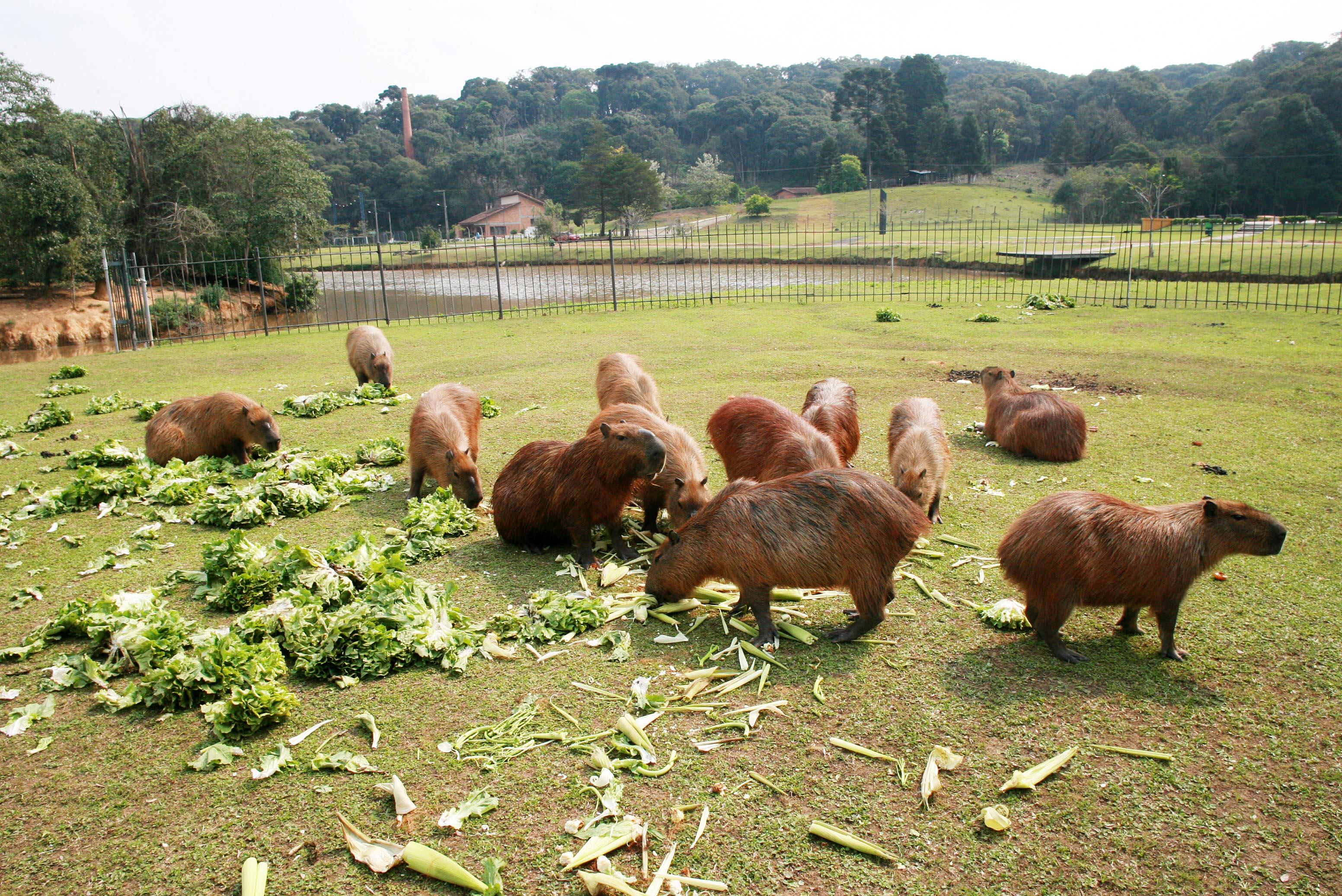 A Capivara Curitibana