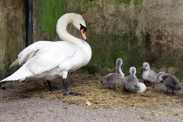 Qual é o cisne mais raro do mundo?