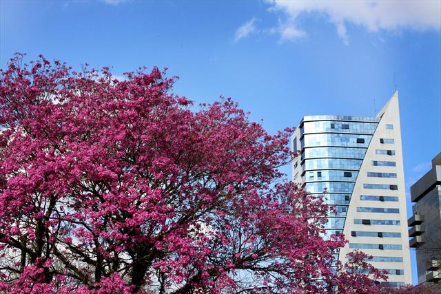 Curitiba tem a melhor qualidade do ar entre as cidades de grande porte do Brasil. A informação tem como base pesquisa inédita da Organização Mundial da Saúde (OMS).
Foto: Cesar Brustolin/SMCS (arquivo)