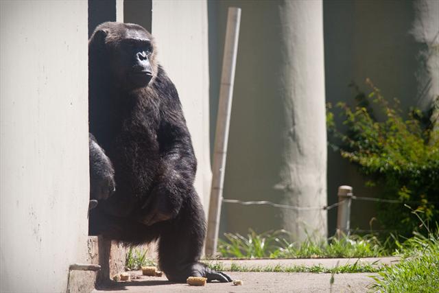 Chimpanzé Bob, de 32 anos, vive em uma ilha particular localizada no Zoológico.
Curitiba, 17/02/2012 Foto: Brunno Covello/SMCS