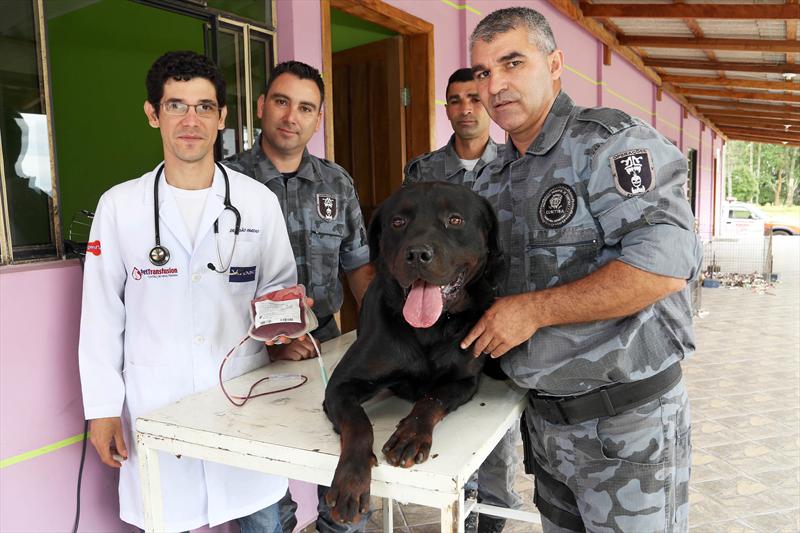 Cães da Guarda Municipal são doadores de novo banco de sangue canino.
Curitiba, 12/11/2014 - 
Foto: Jaelson Lucas/SMCS