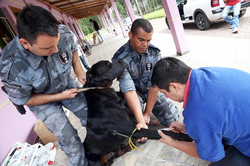 Cães da Guarda Municipal são doadores de novo banco de sangue canino.
Curitiba, 12/11/2014 - 
Foto: Jaelson Lucas/SMCS