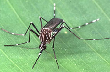 Mosquito Aedes Aegypti