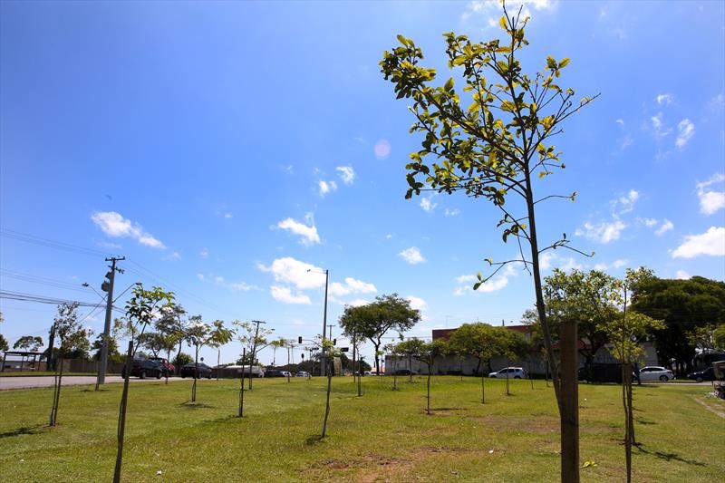 Plano de arborização coloca 139 mil árvores em Curitiba desde 2013
Foto:Cesar Brustolin/SMCS