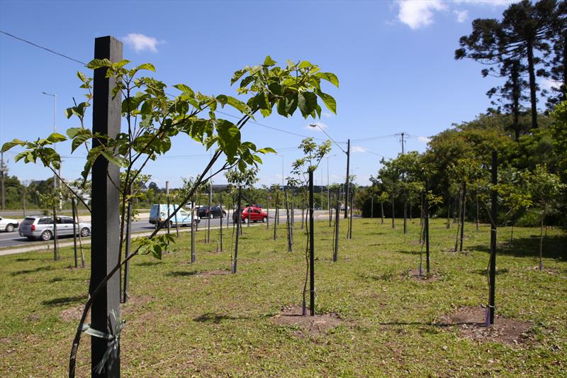 Plano de arborização coloca 139 mil árvores em Curitiba desde 2013
Foto:Cesar Brustolin/SMCS