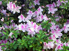 Rhododendron simpsii
