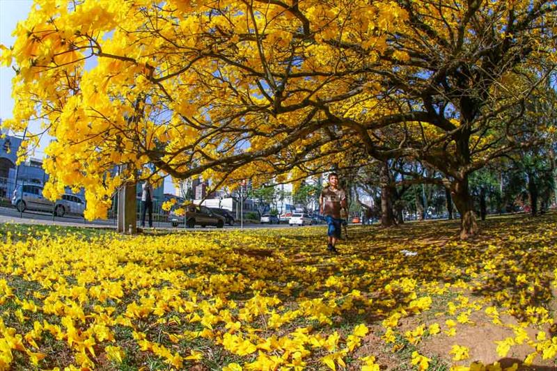 Florada de ipê amarelo da Rodoviária é atração turística - Prefeitura de  Curitiba
