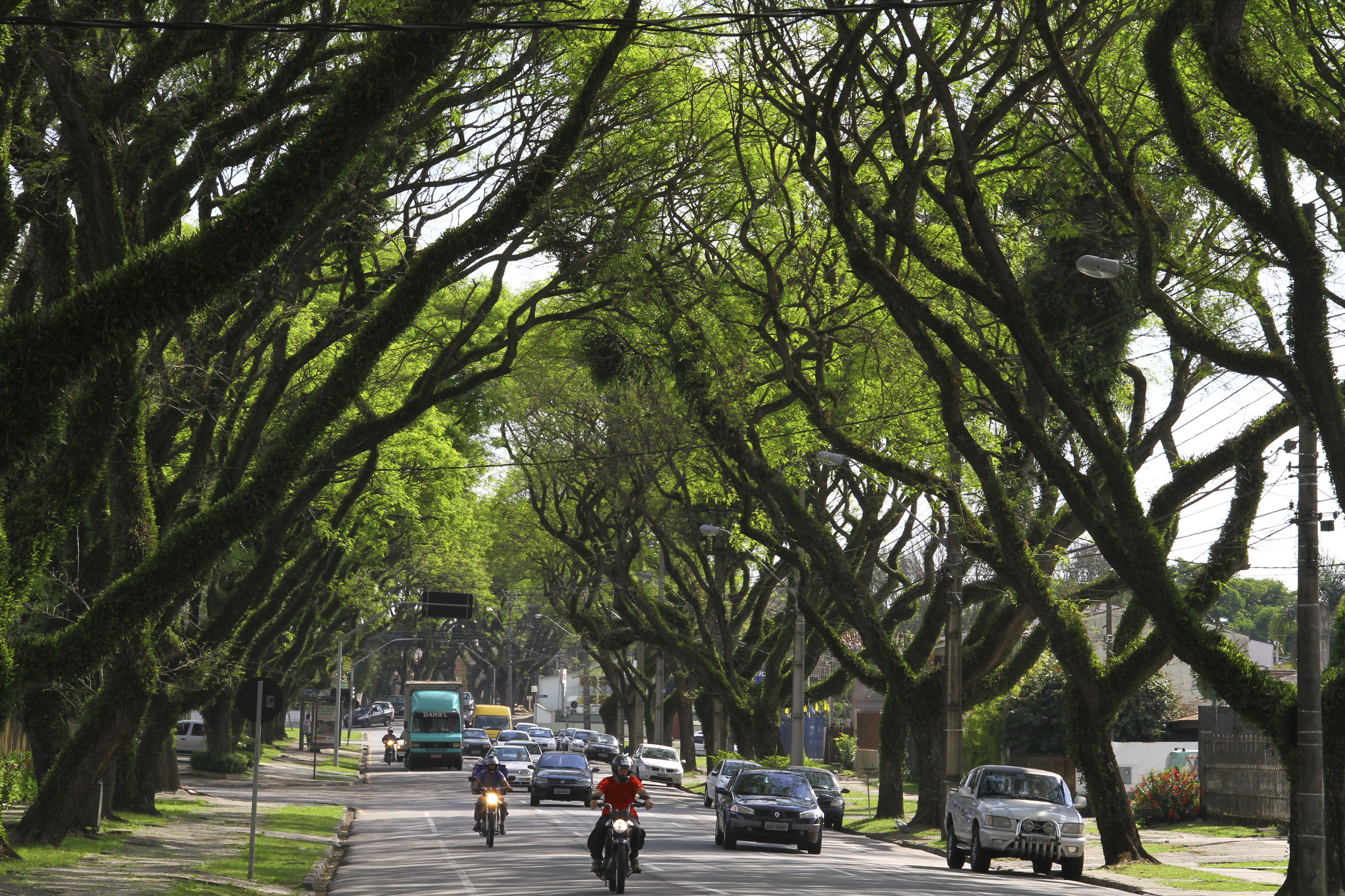 Conheça as árvores que compõem a paisagem de Curitiba Prefeitura de Curitiba Conheça as árvores que compõem a paisagem de Curitiba Prefeitura de Curitiba