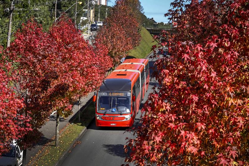 Conheca As Arvores Que Compoem A Paisagem De Curitiba Prefeitura De Curitiba