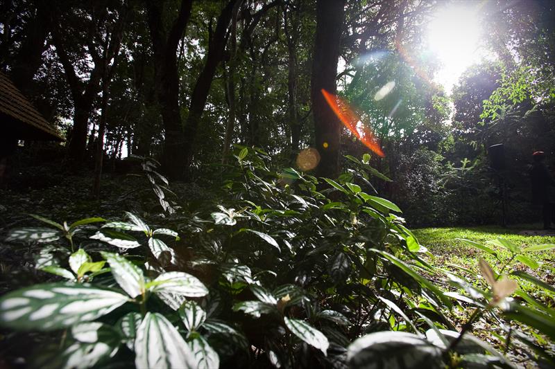 Curitiba foi reconhecida pela Associação dos Protetores de Áreas Verdes de Curitiba e RMC (APAVE) como a capital com o maior número de Reservas Particulares do Patrimônio Natural (RPPNs) no Brasil. - Na imagem, Bosque da Coruja