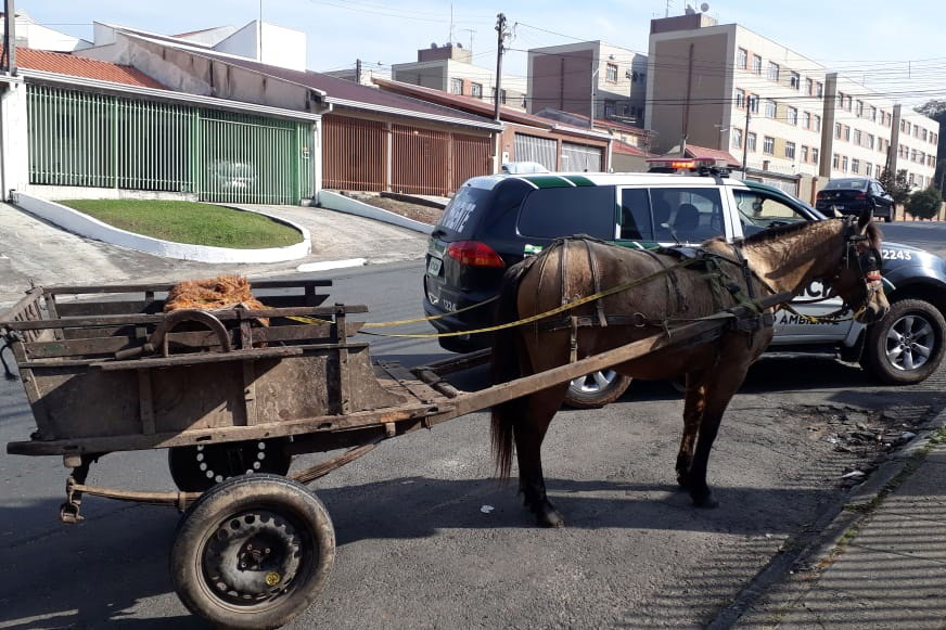 O Condutor Do Veículo De Tracção Animal