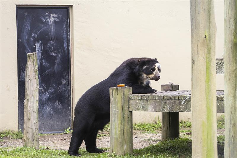 Zoológico de Curitiba se despede do urso-de-óculos Andy.
Foto: Luiz Costa/SMCS