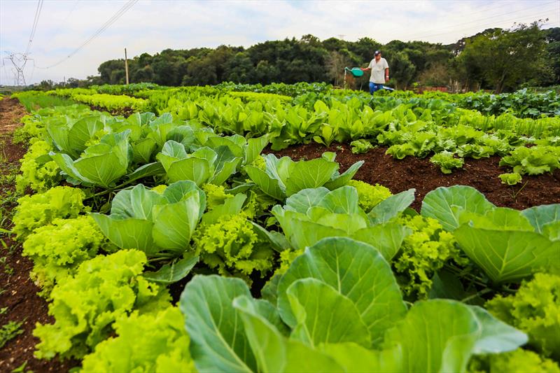 Agricultores urbanos da horta comunitária Monteiro Lobato no Tatuquara realizam sua primeira colheita de verduras e hortaliças  - Curitiba, 13/05/2019 - Foto: Daniel Castellano / SMCS