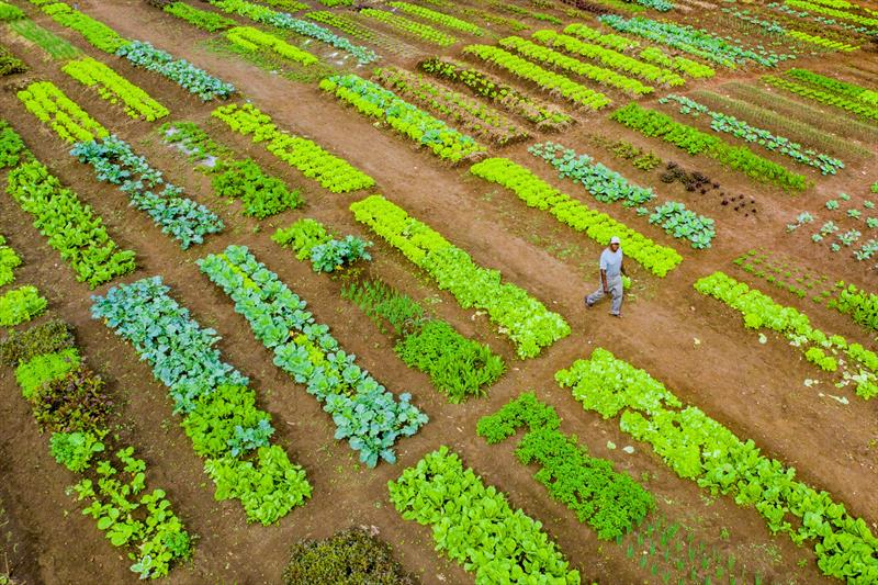 Agricultores urbanos da horta comunitária Monteiro Lobato no Tatuquara realizam sua primeira colheita de verduras e hortaliças  - Curitiba, 13/05/2019 - Foto: Daniel Castellano / SMCS