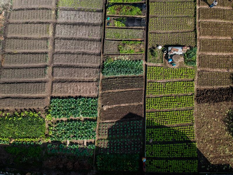 Agricultores urbanos na Horta comunitária Vitória Régia na CIC, a primeira do programa de hortas comunitárias de Curitiba, iniciada em 2001. - Curitiba, 11/06/2019 - Foto: Daniel Castellano / SMCS