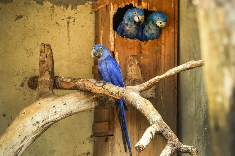 O quarto filhote de arara-azul a nascer no ZoolÃ³gico do Alto BoqueirÃ£o ainda estÃ¡ sob os cuidados dos pais, em um recinto fora de exposiÃ§Ã£o no parque.
Foto: Luiz Costa/SMCS