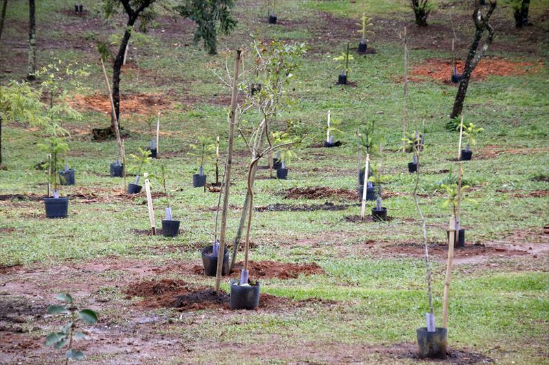 Lançamento do Desafio 100 mil Árvores, que incentiva o plantio desta quantidade de mudas na cidade. Curitiba, 20/09/2019. Foto: Lucilia Guimarães/SMCS