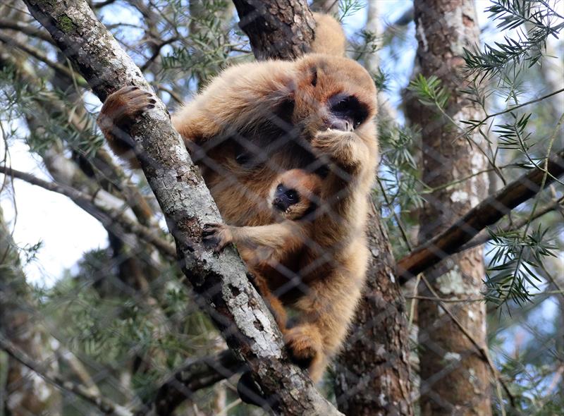 Zoo de Curitiba é escolhido como padrinho do muriqui em projeto de Educação Ambiental. - 
Foto: Lucilia Guimarães/SMCS