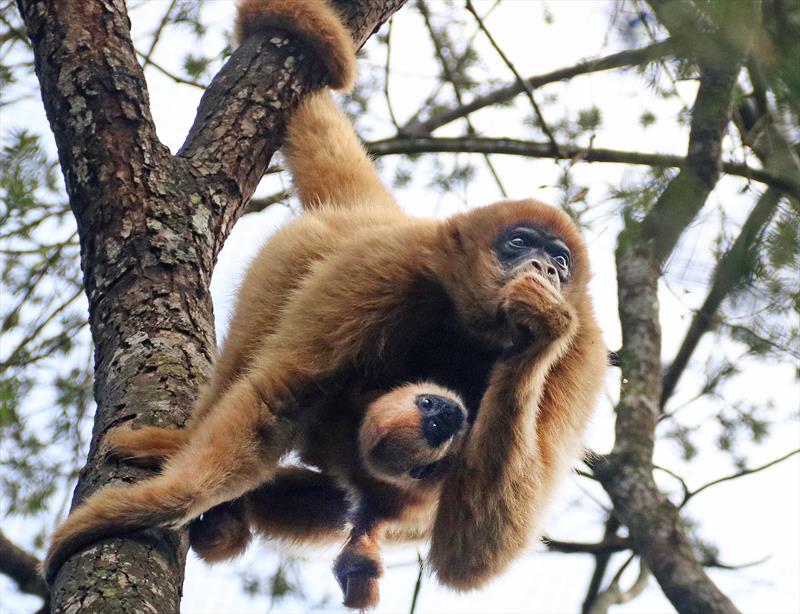 Zoo de Curitiba é escolhido como padrinho do muriqui em projeto de Educação Ambiental. - 
Foto: Lucilia Guimarães/SMCS