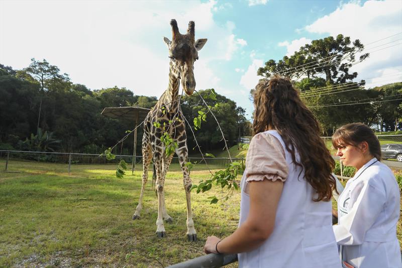 Zoo de Curitiba pleiteia certificação de bem-estar animal.
Foto: Daniel Castellano/SMCS (arquivo)