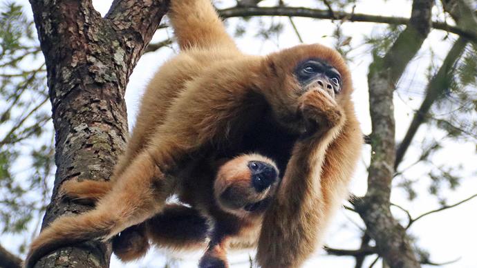 Zoo de Curitiba é escolhido como padrinho do muriqui em projeto de Educação Ambiental. - 
Foto: Lucilia Guimarães/SMCS