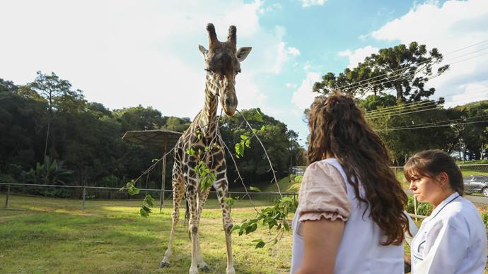 Zoo de Curitiba pleiteia certificação de bem-estar animal.
Foto: Daniel Castellano/SMCS (arquivo)