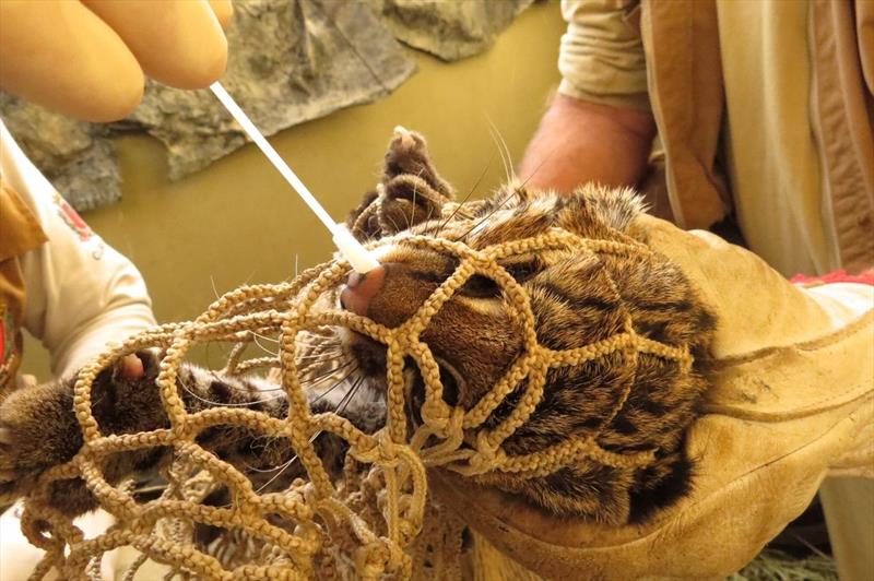 Zoo participa de pesquisa sobre covid-19 em felinos selvagens.
Foto: Divulgação