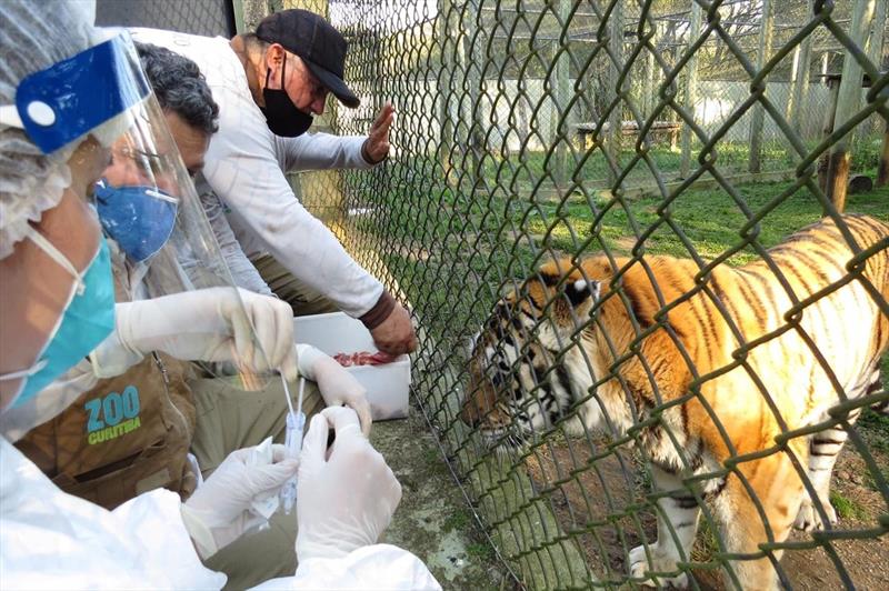 Zoo participa de pesquisa sobre covid-19 em felinos selvagens.
Foto: Divulgação