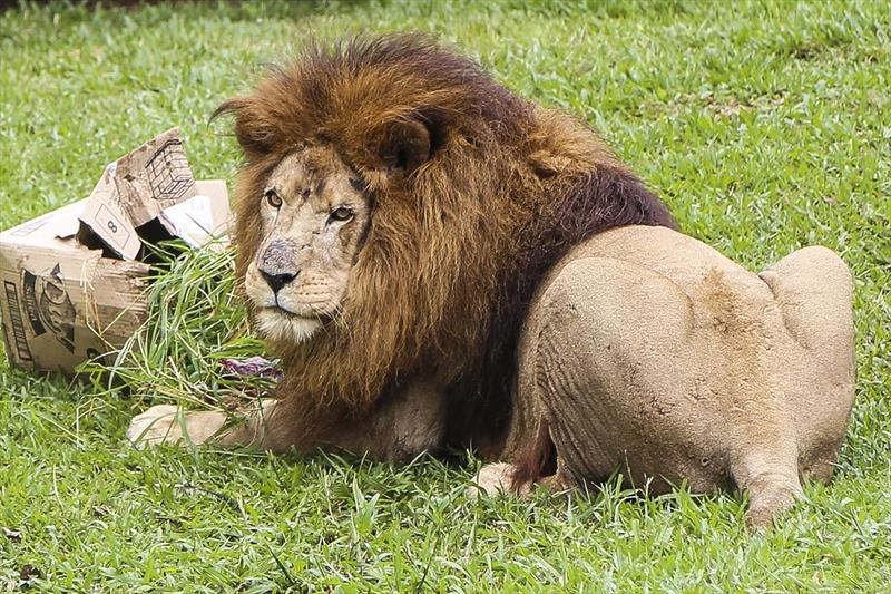 Zoo de Curitiba lamenta morte do leão Simba. 
Foto: Pedro Ribas/SMCS