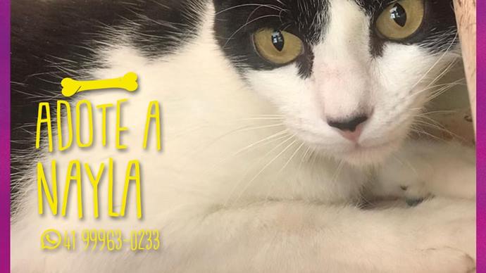 Adoção responsável de cães e gatos Clearance