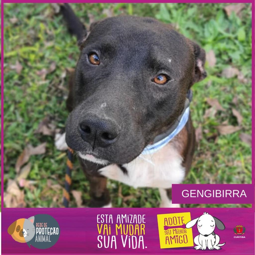 Encontro de São Bernardo e Bernese, bingo e adoção de pets em Curitiba