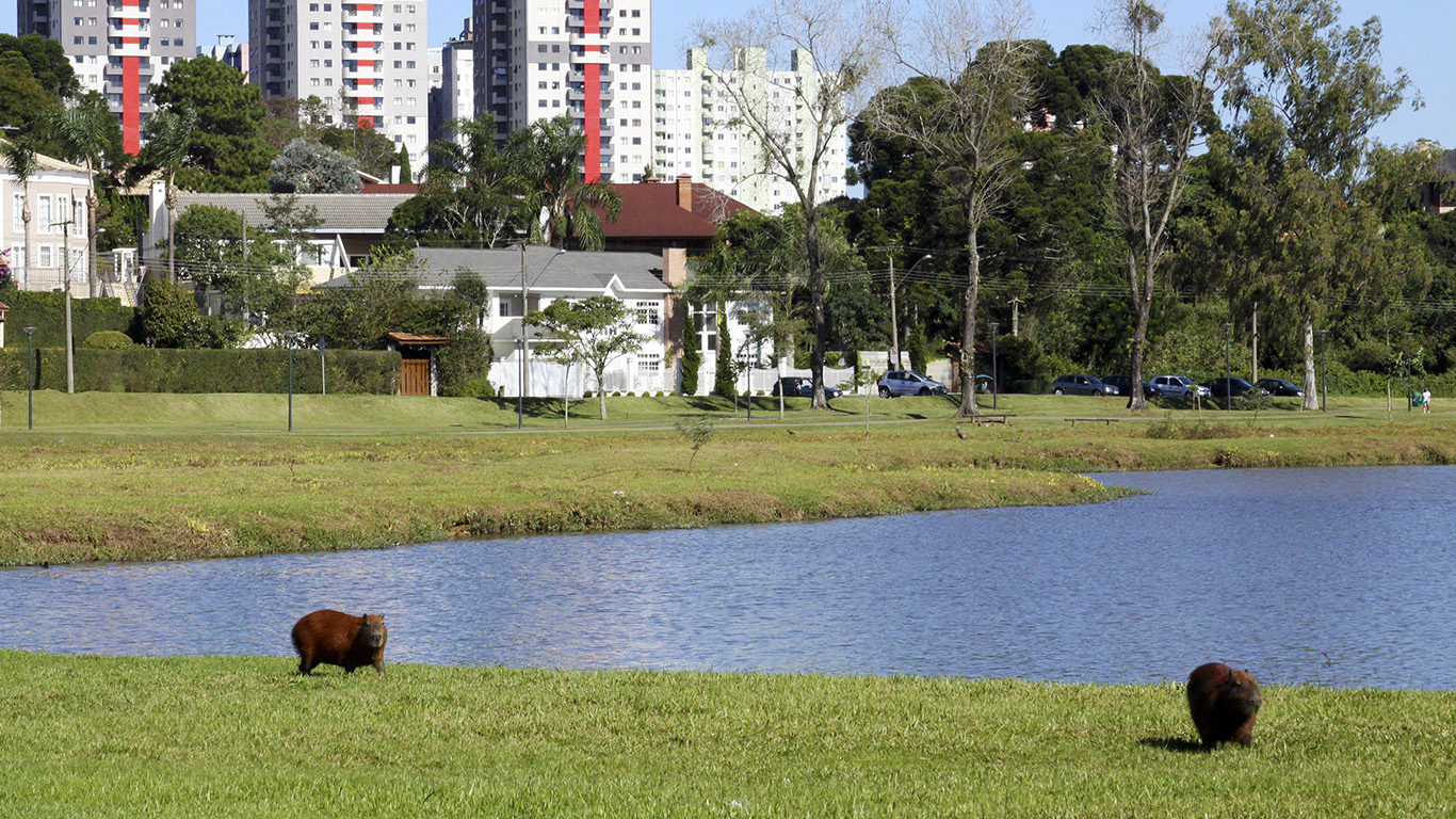 Capivaras vivem morgadas nos parques e já ganharam o coração do curitibano  