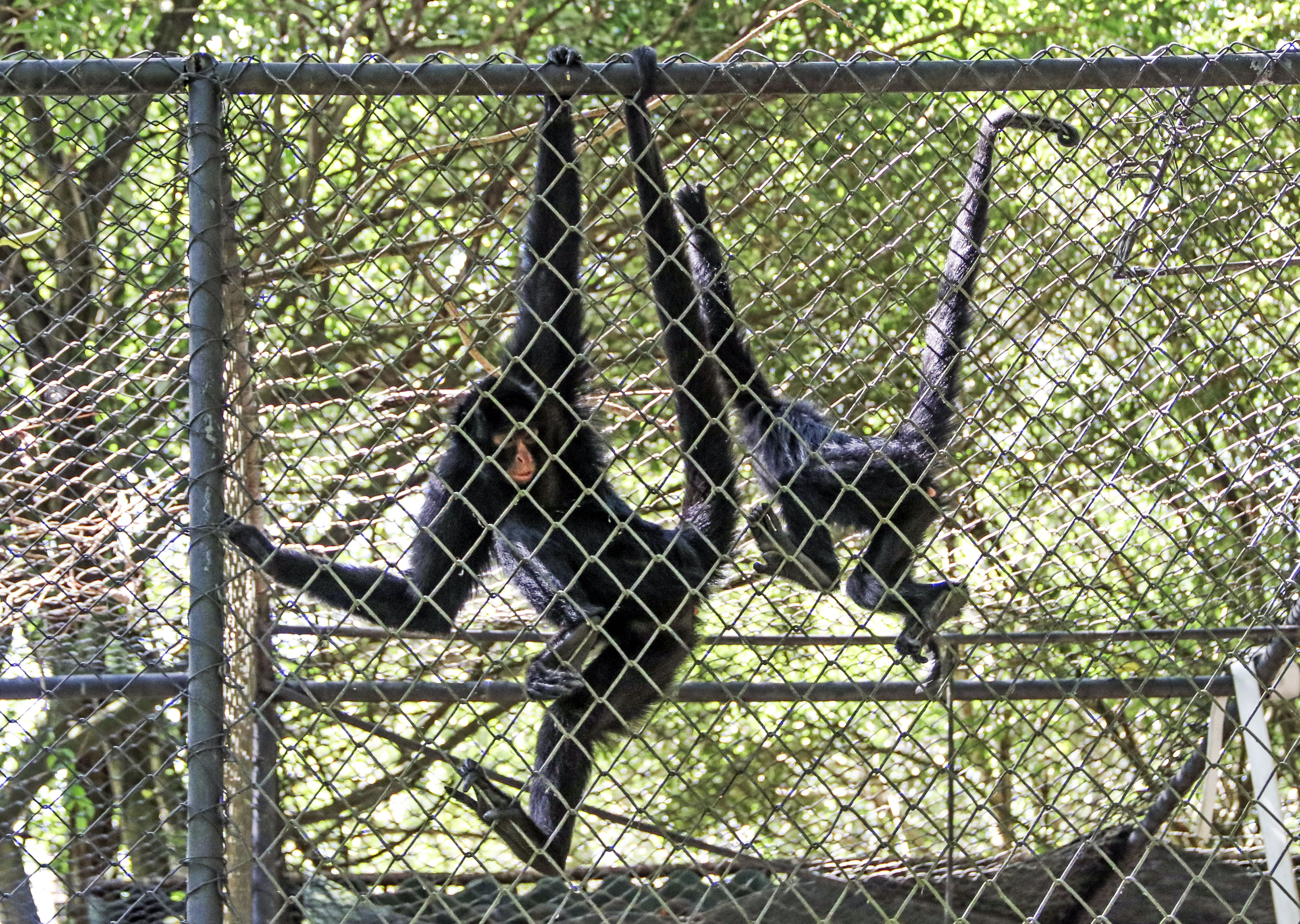 Macaco-aranha Cara Preta – Agência Municipal de Turismo, Eventos e