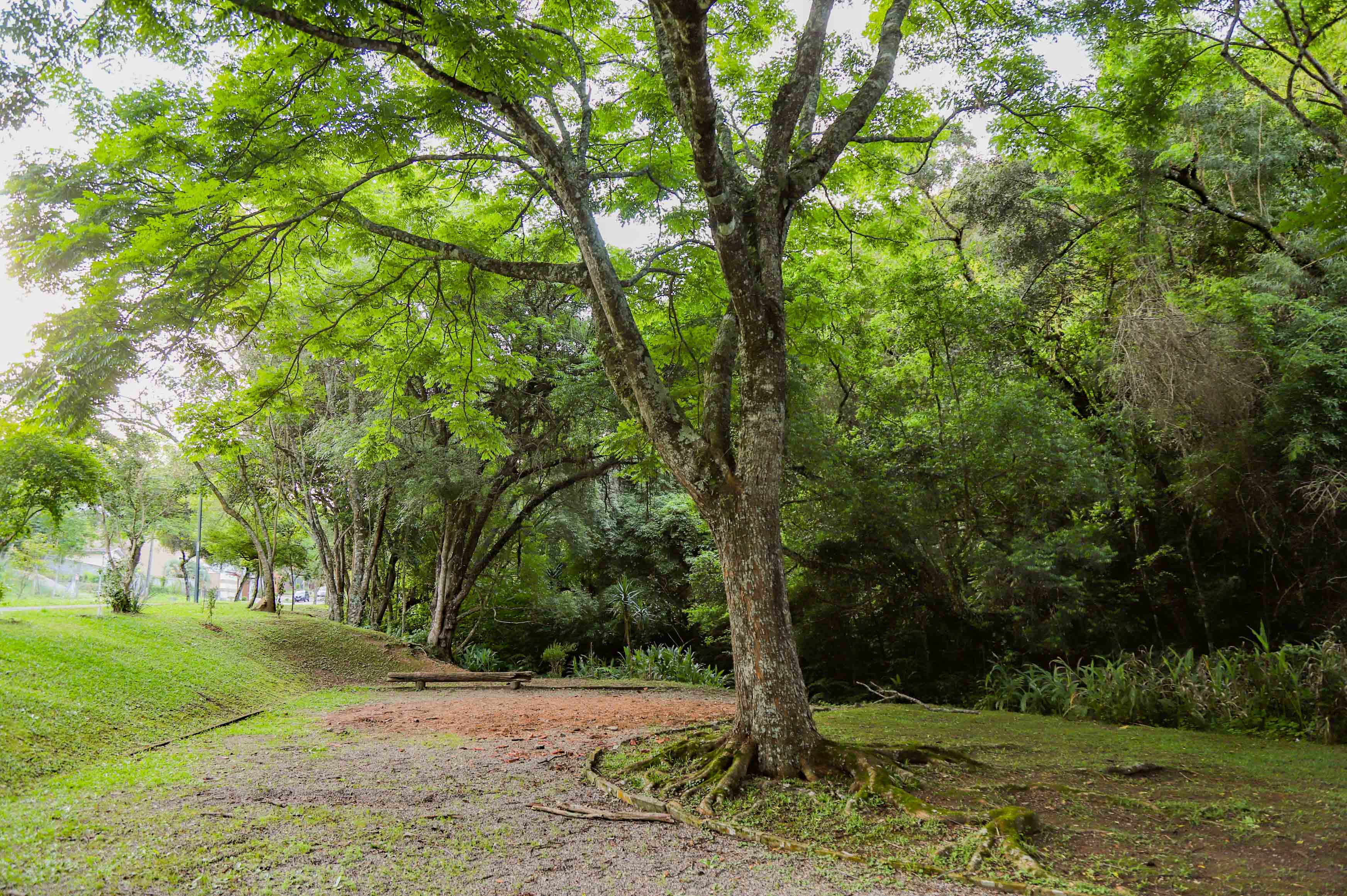 Bosque Pilarzinho