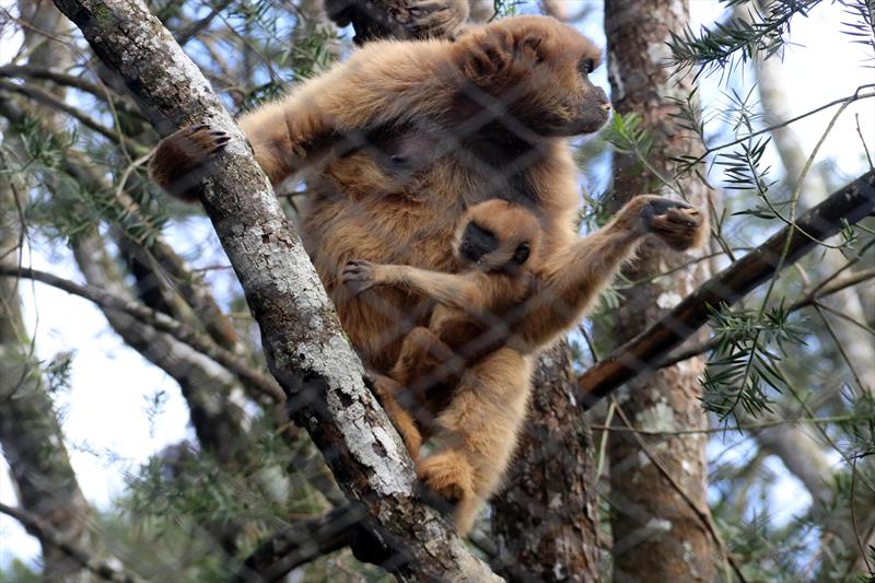 Zoo de Curitiba amplia trabalho de reprodução de espécies ameaçadas.
Foto: Lucilia Guimarães/SMCS