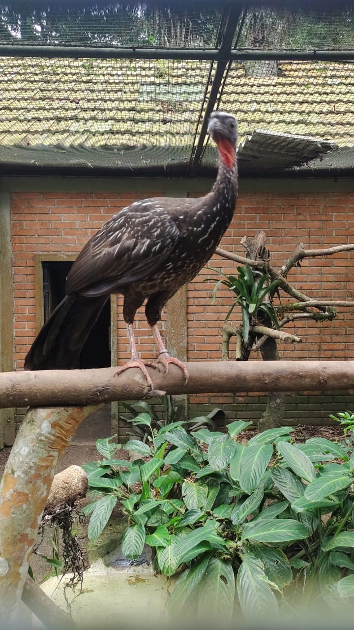 Zoo de Curitiba amplia trabalho de reprodução de espécies ameaçadas.
Foto: Divulgação