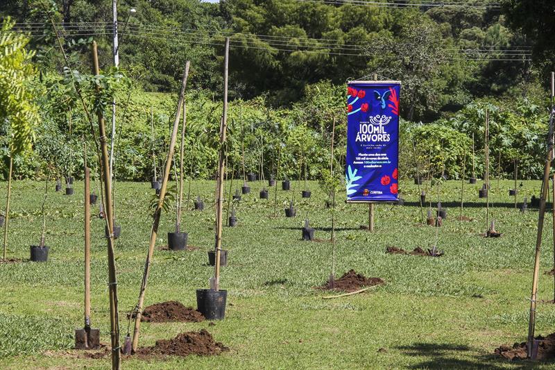 Desde 2019, Curitiba assume o compromisso de realizar o plantio de 100 mil árvores anualmente. Foto: Hully Paiva/SMCS