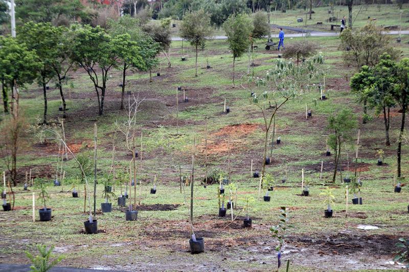 Desde 2019, Curitiba assume o compromisso de realizar o plantio de 100 mil árvores anualmente. Foto: Lucilia Guimarães/SMCS