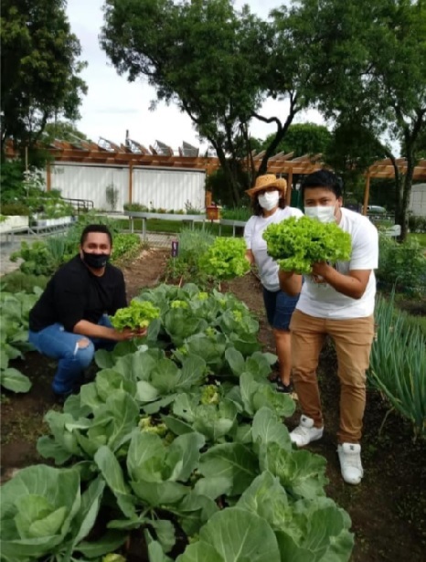Integrantes da Ação Entre Amigos Japão-Brasil (Jabra) participam do Mesa Solidária e recebem alimentos cultivados na Fazenda Urbana de Curitiba.
Foto: Divulgação