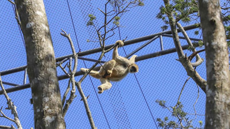 Para o Zoo de Sorocaba, foi enviado um exemplar de muriqui-do-sul, espécie já reproduzida com sucesso pelo programa no Zoo de Curitiba.
Curitiba, 29/04/2020. Foto: Hully Paiva/SMCS