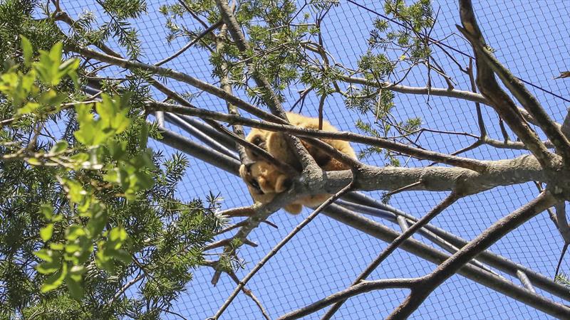 Para o Zoo de Sorocaba, foi enviado um exemplar de muriqui-do-sul, espécie já reproduzida com sucesso pelo programa no Zoo de Curitiba.
Curitiba, 29/04/2020. Foto: Hully Paiva/SMCS