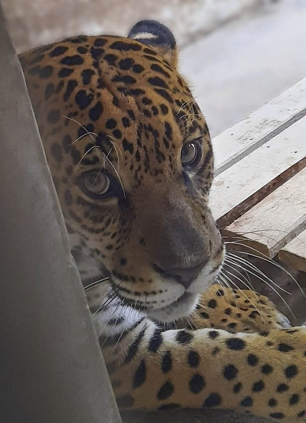 Zoo de Curitiba vai iniciar trabalho de reprodução de onças-pintadas.
Foto: Divulgação