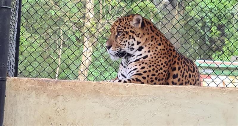 Zoo de Curitiba vai iniciar trabalho de reprodução de onças-pintadas.
Foto: Divulgação