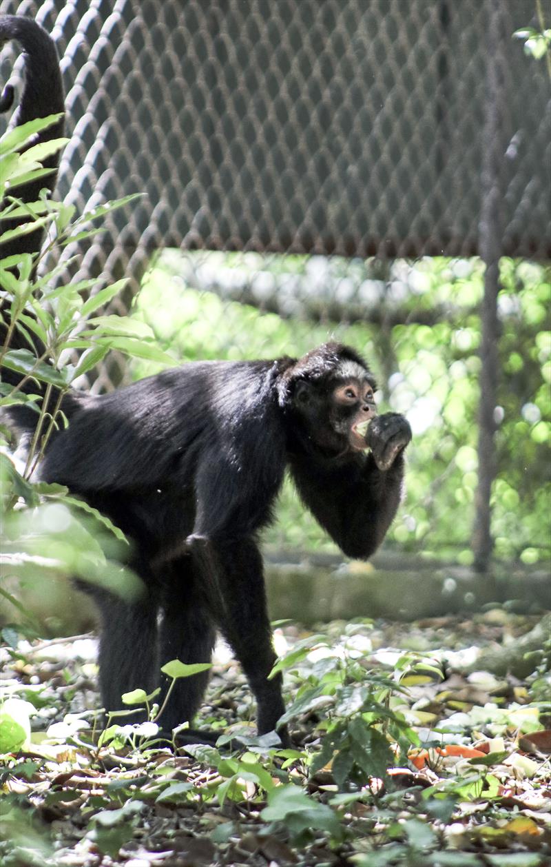 Macaco-aranha Cara Preta – Agência Municipal de Turismo, Eventos e Lazer