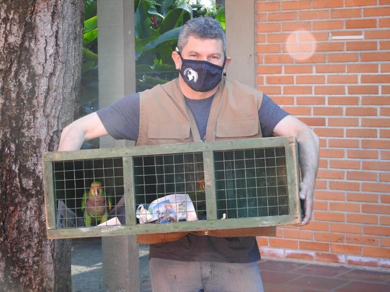 Papagaios-de-peito-roxo são encaminhados para soltura em Santa Catarina.
Foto: Divulgação