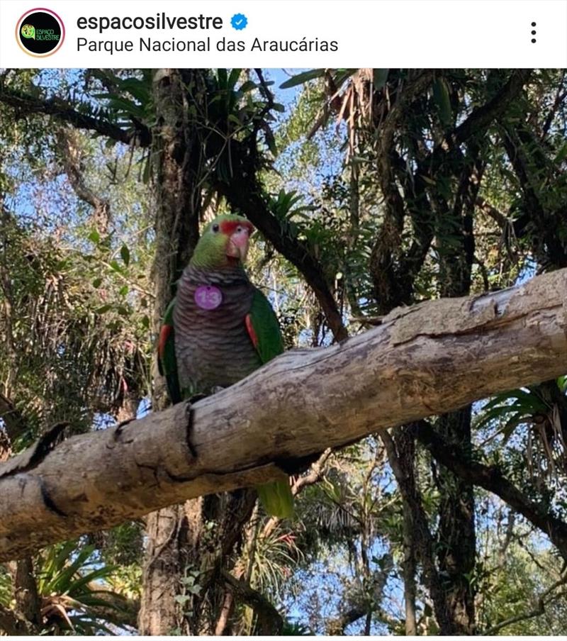 Papagaios-de-peito-roxo são encaminhados para soltura em Santa Catarina.
Foto: Divulgação