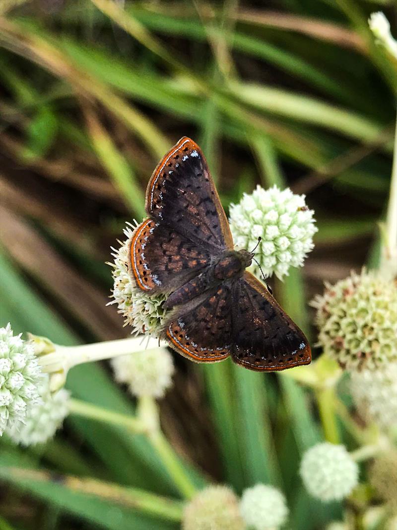 Bióloga do município é a maior observadora de borboletas em site internacional. 
Foto: Divulgação