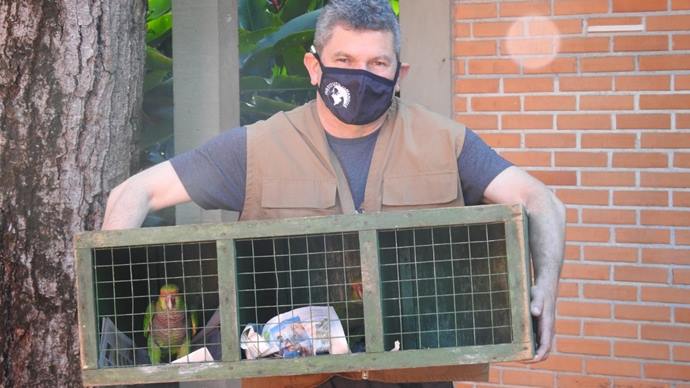 Papagaios-de-peito-roxo são encaminhados para soltura em Santa Catarina.
Foto: Divulgação
