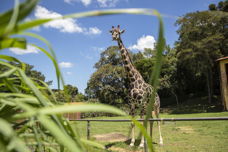 Girafa Pandinha. Foto: Isabella Mayer/SMCS
